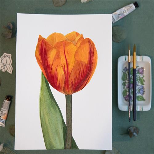 Akvarel v Botanickej záhrade - Tulipán