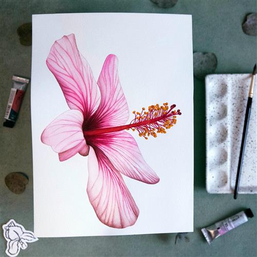 Akvarel v Botanickej záhrade - Ibištek